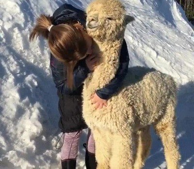 Esta llama tiene una vida amorosa más interesante que la de muchos de nosotros llama,vida,amorosa,interesante