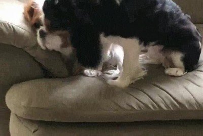 cansado,ganas,marcha,perro