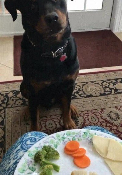 perro,demasiado,listo,comer,verdura