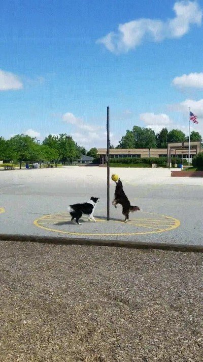 goals,perro,mejor,amigo,jugar