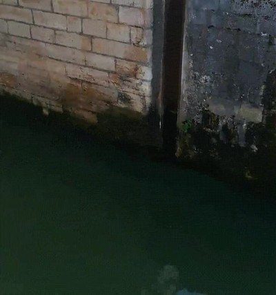 patos,lemmings,vida real