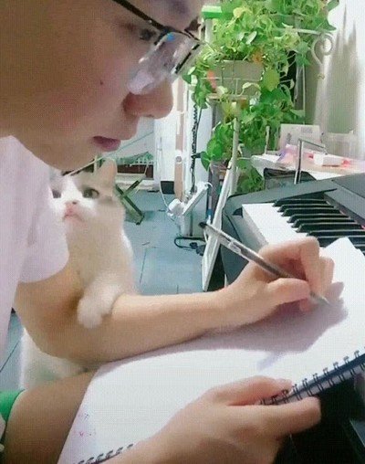 dejar,humano,libreta,gato,hazme caso