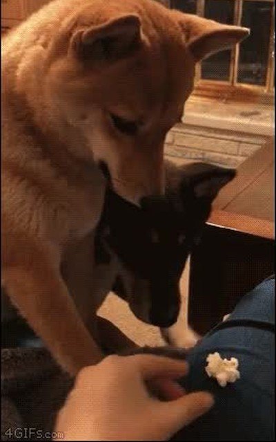 acabar,ver,perro,mismo,palomita,cara,fail