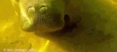 Enlace a Una manatí acercándose a la cámara y sonriendo 