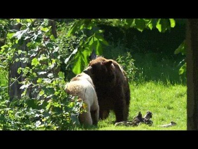 oso,importante,preliminares