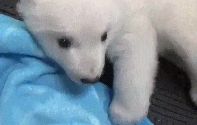 gente,adorable,oso,amenazante