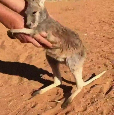pareja,semanas,separados,canguro