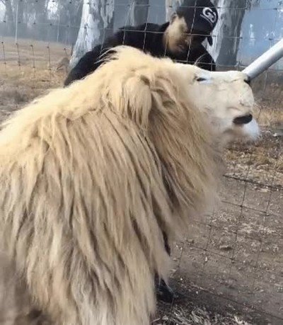 Enlace a A este león gigante le encantan los mimos. Es imposible no amarlo 