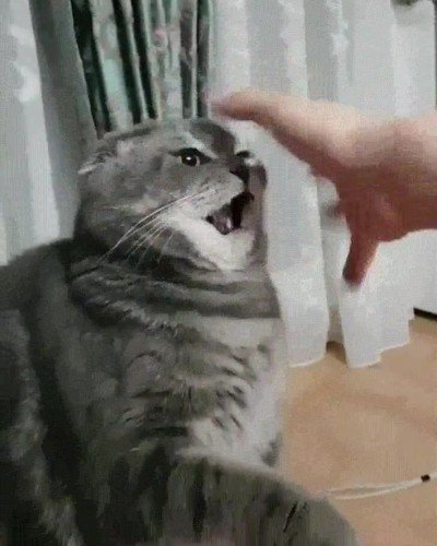 gato,exe,dejar,funcionar,cara