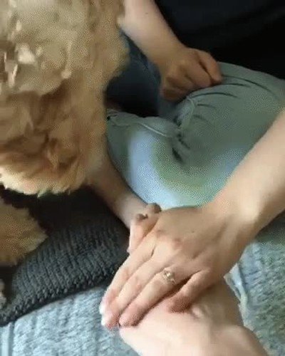 perro,familia,pata,beso