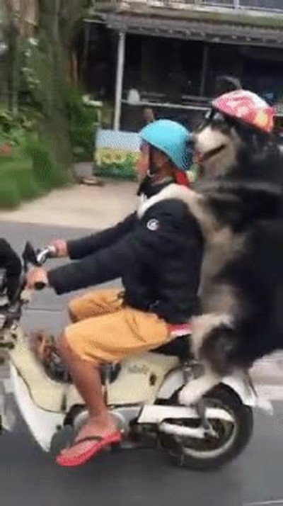 perro,nacer,moto
