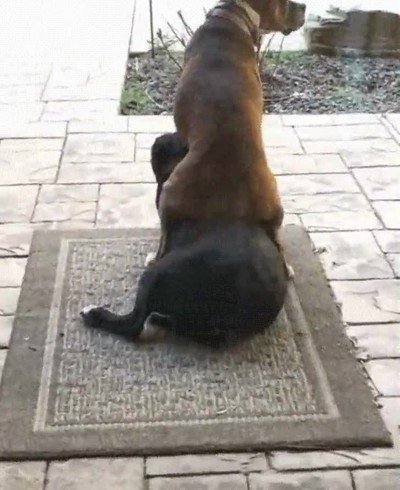 perros,u&ntilde;a,carne,separar