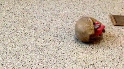 armadillo,mono,rodar