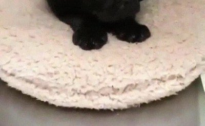 perro,cara,timido,chica,gustar