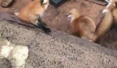 zorro,esperar,comida