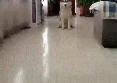 perro,ninja,habilidad