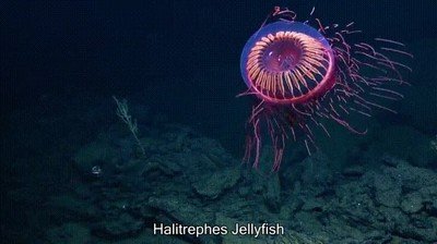 medusa,peli,animaci&oacute;n