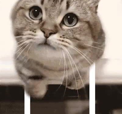 Ojalá algún día lleguen a existir los gifs en los que puedes tocar cosas gato,existir,gifs,3d