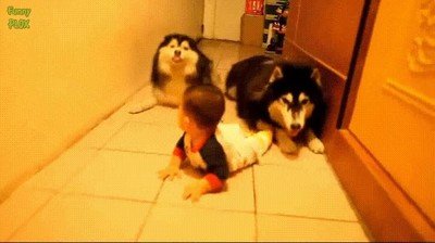 perro,ense&ntilde;ar,bebe,gatear