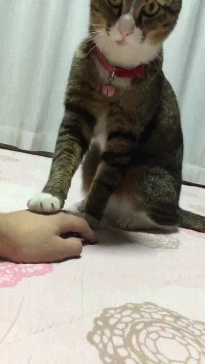 Este gato representa la paciencia que tengo con la gente pesada gato,paciencia,gente,pesada