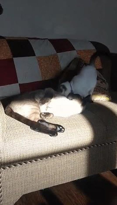 escenas,romanticas,casa,gatos,sofa,sol