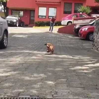 perro,planeta,necesitar,volar