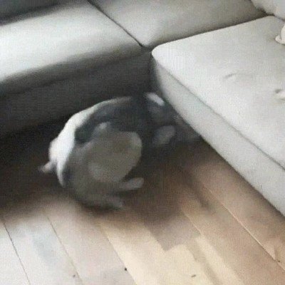 La reacción de mi perro cuando le pregunto si quiere ponerse el arnés reacción,perro,arnés