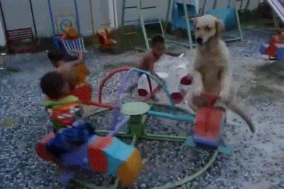 perro,aprender,jugar