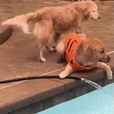 perro,escena,graciosa,manguera,piscina