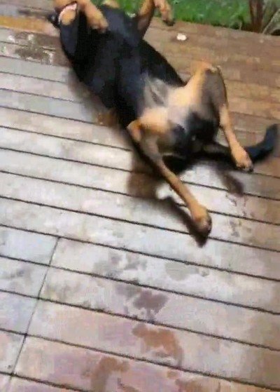 dia,feliz,perro,estirado