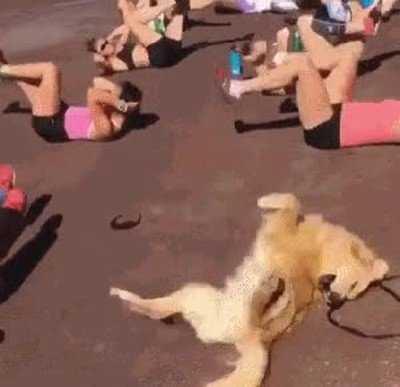 perros,clase,gimnasia