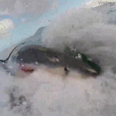 gif,miedo,pel&iacute;culas,tibur&oacute;n