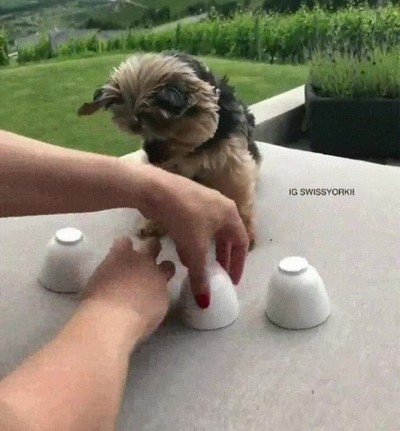 perro,inteligente,humano