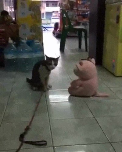 gato,suplex,profesional