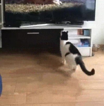 gatos,tele,pantalla,ventana