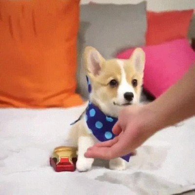 dificil,adorable,perro,patita