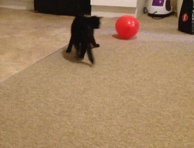 gato,jugar,globo