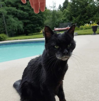 lexi,gato,26 a&ntilde;os