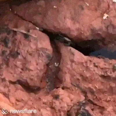 cangrejo,rajar,broncano