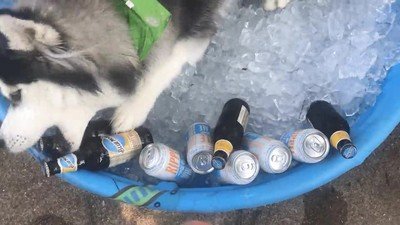 perro,beber,bastante