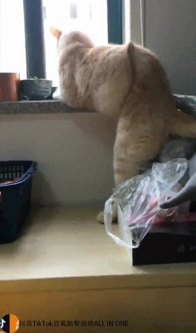 gato,exe,dejar,funcionar,wtf