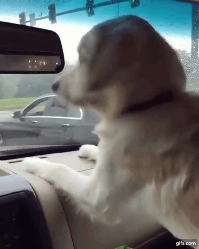 reacción,perro,limpiaparabrisas,primera vez