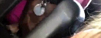 cara,perro,veterinario,parque