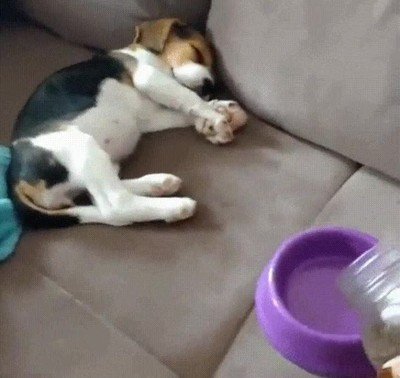 despertar,comida,favorita,perro