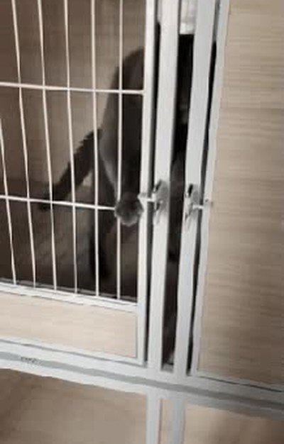 escapar,gato,ultimo momento