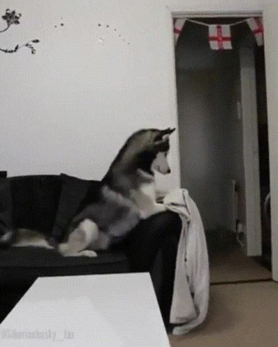 perro,comer,jugar,truco,magia