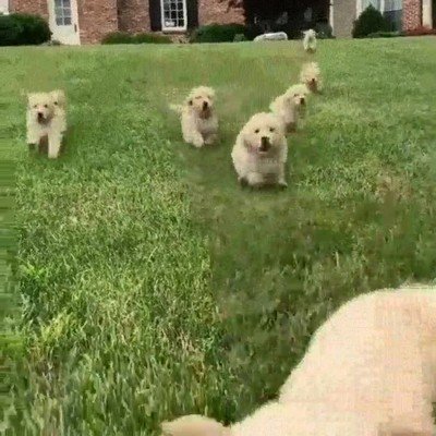 escena,estampida,el rey leon,perros