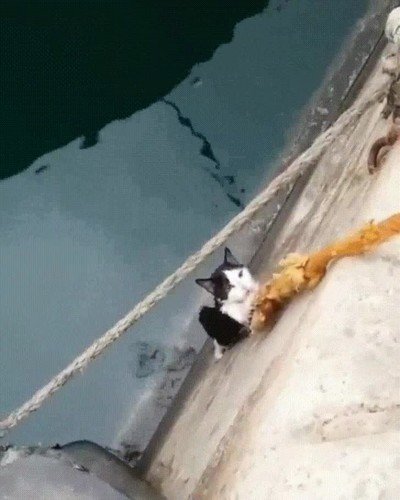 salvar,gato,atrapado,cuerda