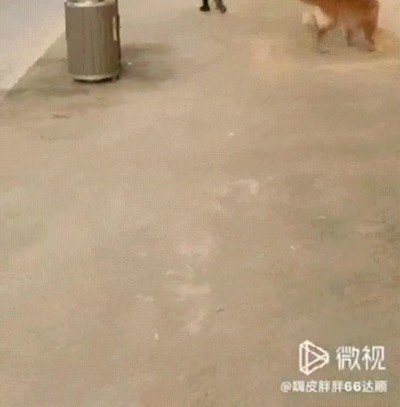 perro,limpio,recoger,basura