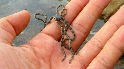 ofiuroideos,criaturas,mal rollo,tremendo